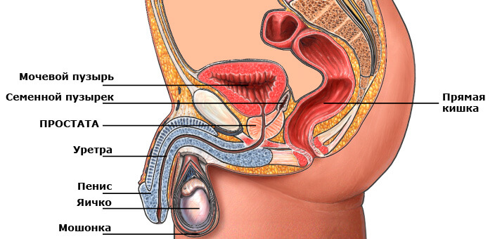 Gde nahoditsya prostata1