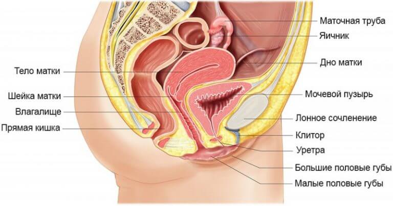 Как устроена женская репродуктивная система - Remedi
