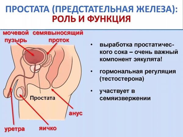 Половое воспитание детей: рекомендации клинического психолога //Психологическая газета